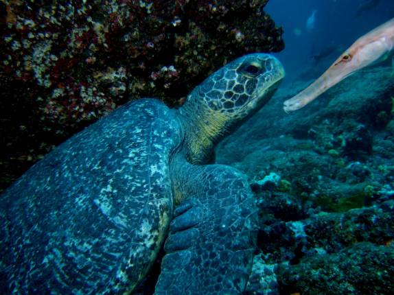 Tartaruga e peixe-agulha em mergulho em Wolf, em Galápagos (foto de Hnning Abheiden)